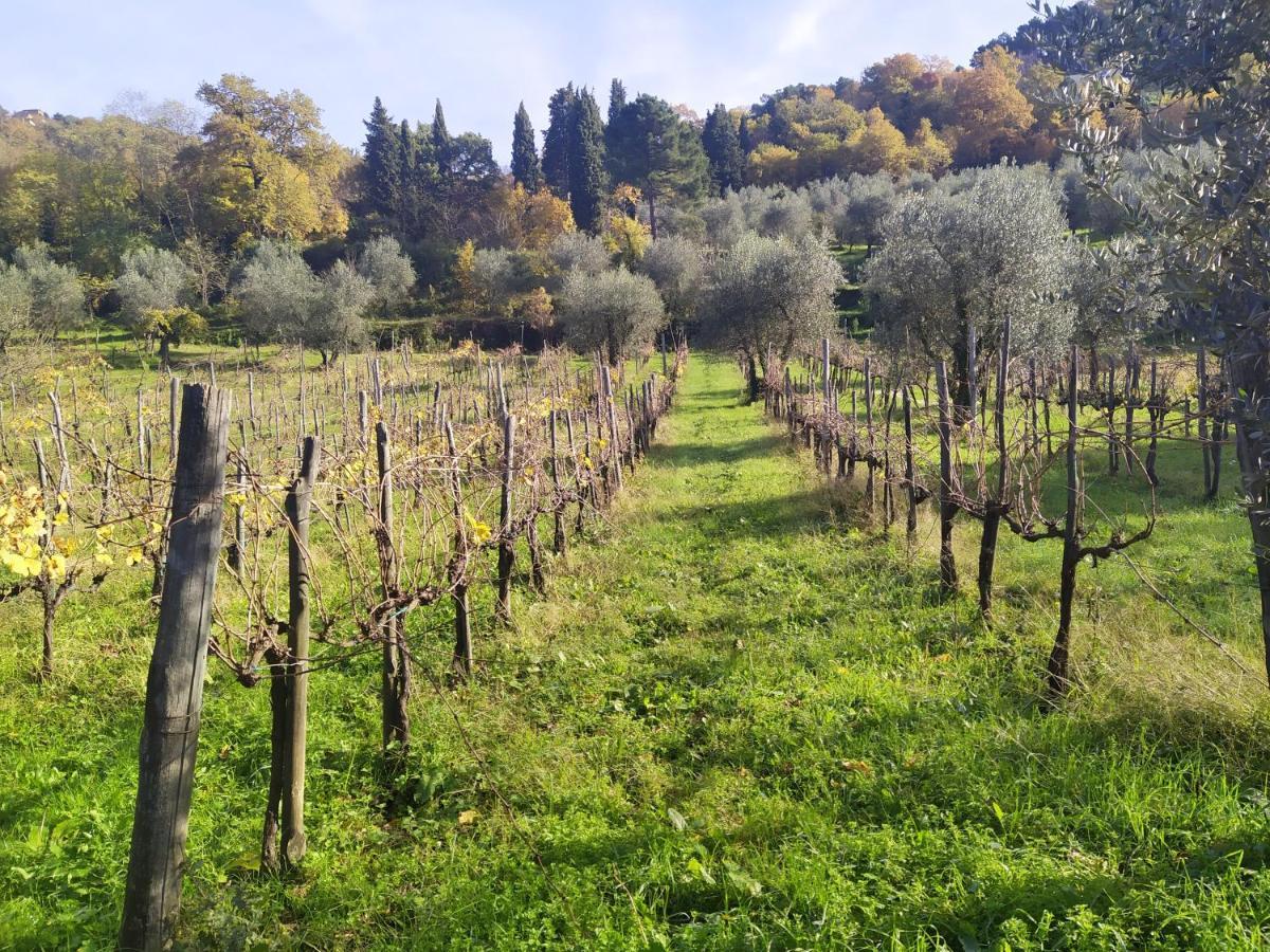 Fattoria Di Caticciano, Elegante Affittacamere Relax E Natura Vicino Firenze Pelago Buitenkant foto